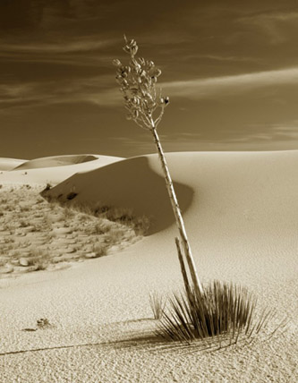 Yucca Jetty - From the New Mexico Series